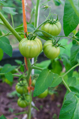 green tomatoes growing on the branches. It is cultivated in the garden.