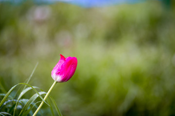 Red tulip after rain