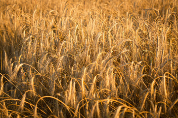 Wheat field