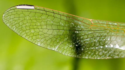 Wings of a dragonfly as a background