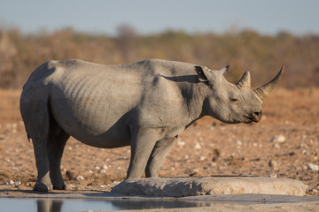 Fototapeta premium Black rhino, Etosha National Park, Namibia