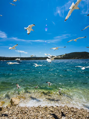 Kroatien, Adriaküste, Dalmatien, Region Split, Primošten, Šibensko-Kninska, Silbermöwe (Larus argentatus)