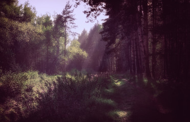 Sun's Rays In The Morning Forest