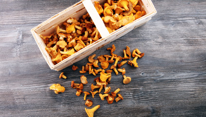 Raw wild chanterelle mushrooms. Composition with wild mushrooms © beats_