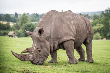 Foto auf Leinwand rhino © scott