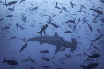 Naklejka premium Hammerhai in Fischschwarm vor Galapagos, Pazifik