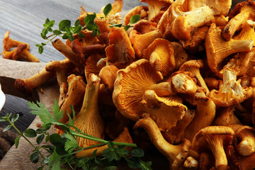 Raw wild chanterelle mushrooms. Composition with wild mushrooms
