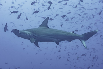 Hammerhai in Fischschwarm vor Galapagos, Pazifik