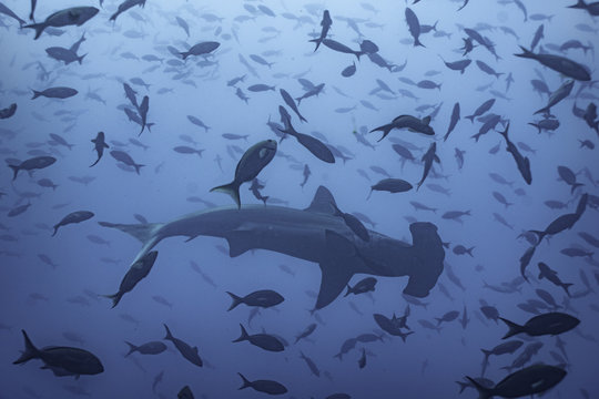 Hammerhai in Fischschwarm vor Galapagos, Pazifik