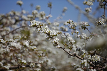 Pear flower