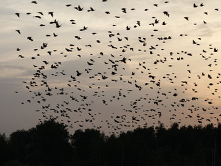 Birds flock together at sunset