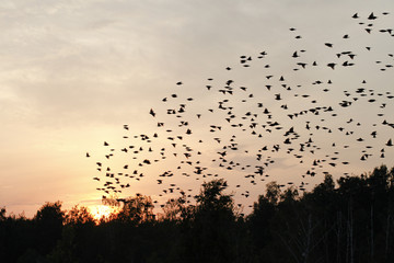 Birds flock together at sunset