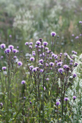 meadow purple flowers