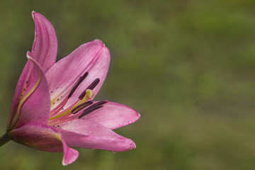 Fototapeta na wymiar Pink lily flower on green background in garden