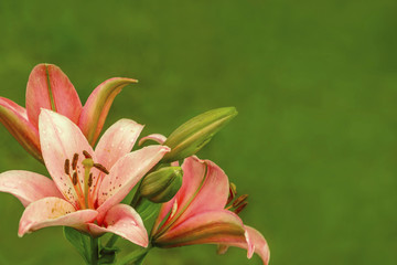 Pink orange lilies flowers on green background