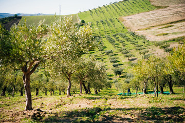 Fototapeta na wymiar Olives harvest
