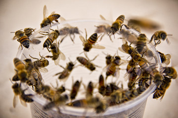 durstige Bienen