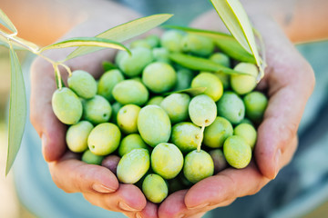 Olives harvest