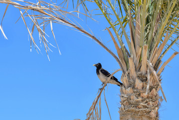 Crow on palm with french fries