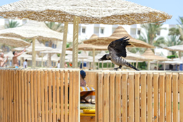 Crow on the fence preparing to take off
