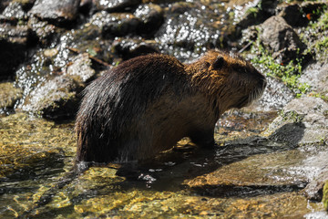 A beaver by the water