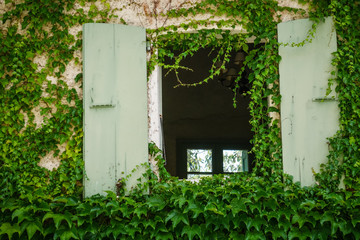 Fototapeta premium Romantic house old window invaded by the vegetation