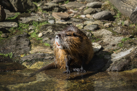 A beaver by the water