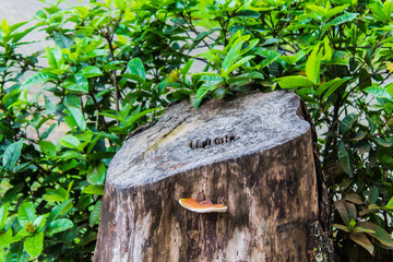 The tree is cut but the stumps. The ecological system of nature is destroyed.