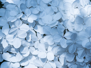 white hydrangea flowers background