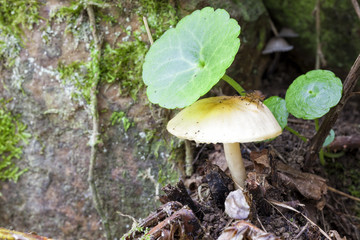 Small mushroom with a fly above.