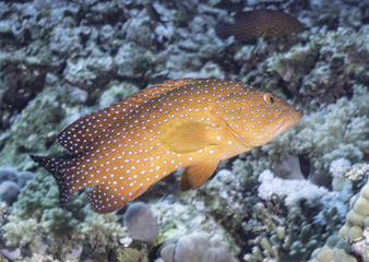 Jewel grouper at coral reef under water, Red Sea, Egypt
