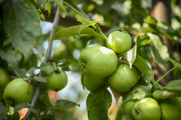 Apple tree with green apples