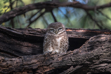 Spotted owlet, India