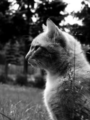 Kocia nostalgia © Kalina
