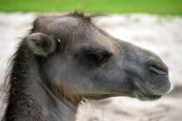 Obraz premium Kamelbaby