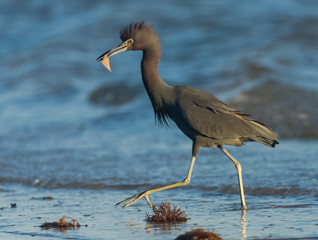 Blue Heron