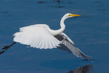Great White Egret