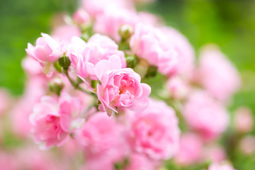 pink rose garden. roses background