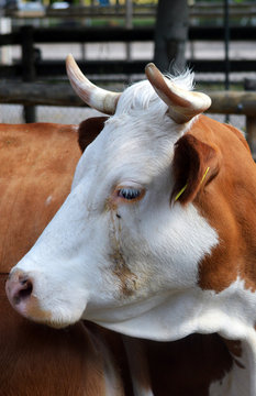 Hinterw&auml;lder Rind 