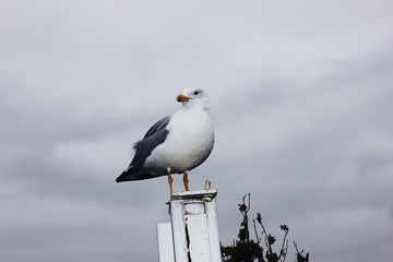 White seagull in Istanbul