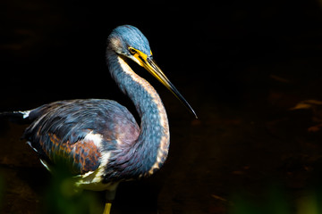 Tricolored Heron