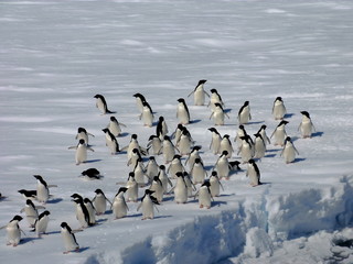Fototapeta premium Antarctic-Adélie004