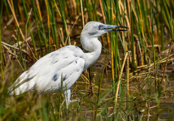 Juvenile Blue Heron