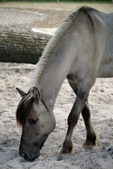Dülmener Pferd