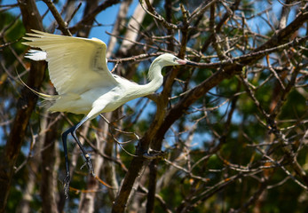 Juvenile Tricolored Heron