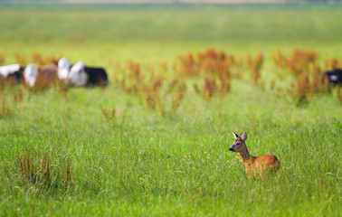 Roe buck in meadow, cattle in the background