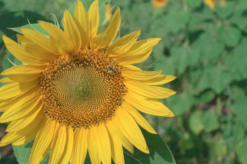 Sunflower grows in the field on the background of plants