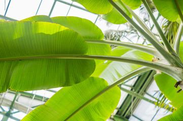 banana palm leaves