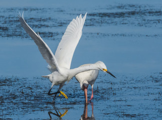 Fototapeta na wymiar Snowy Egret