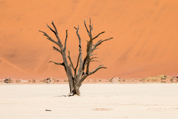Desert landscape in Deadvlei, Namibia